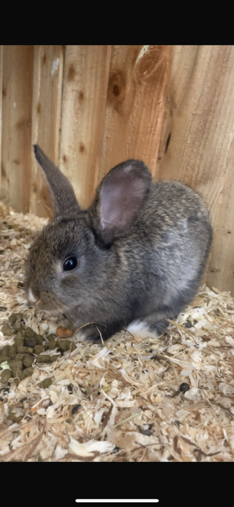 Rex X Lop rabbits for sale