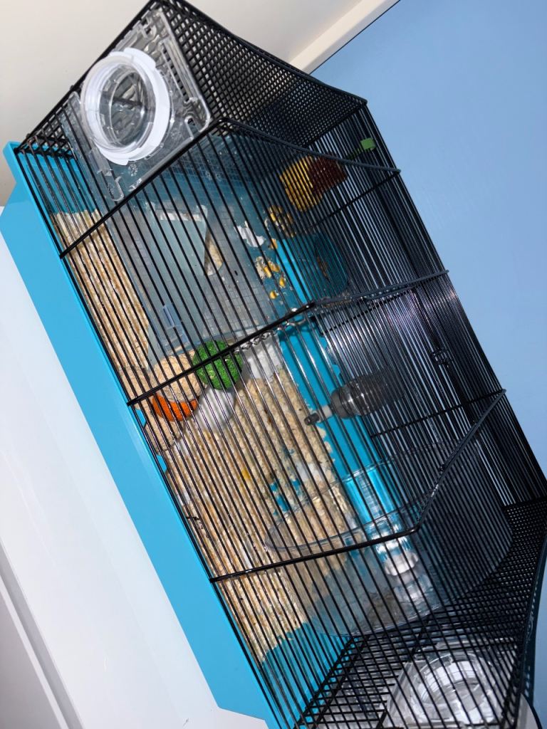 Russian dwarf hamster + cage/essentials 