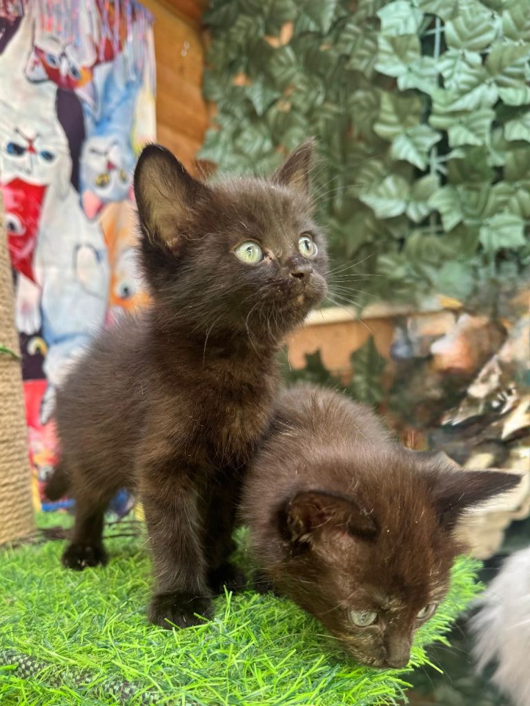 SEMI LONG HAIRED CHOCOLATE MALE KITTENS AND TORTIE FEMALE 