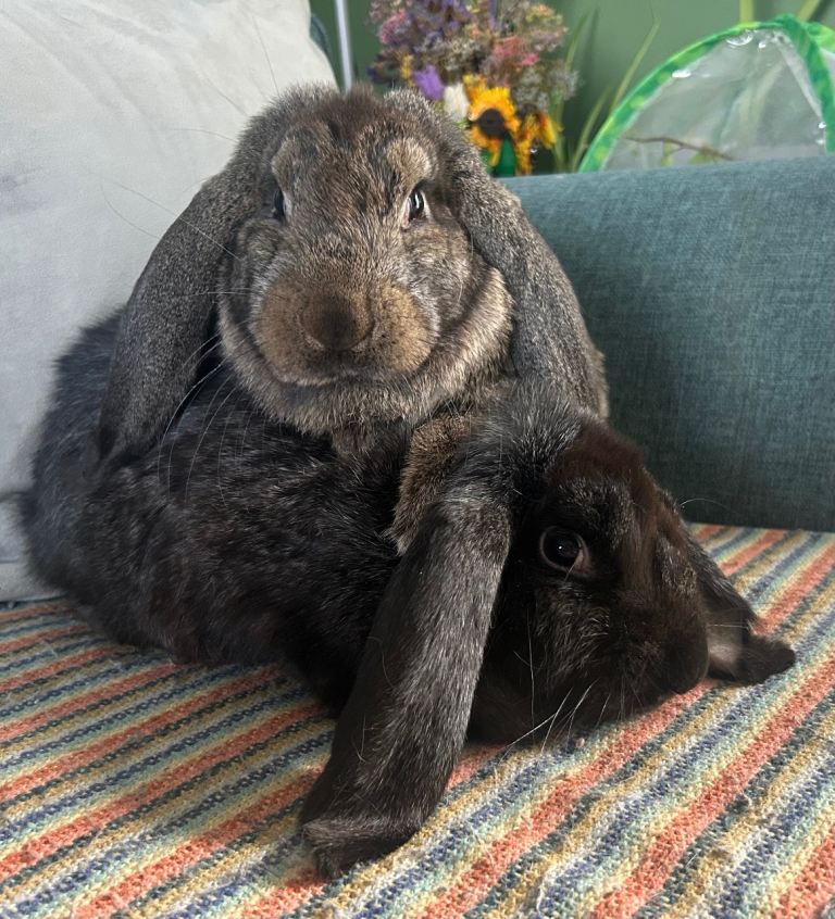 Giant French Lops