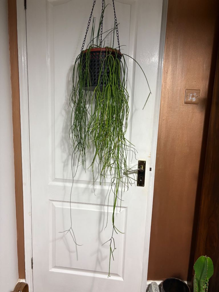 Rhipsalis floccosa - chain cactus