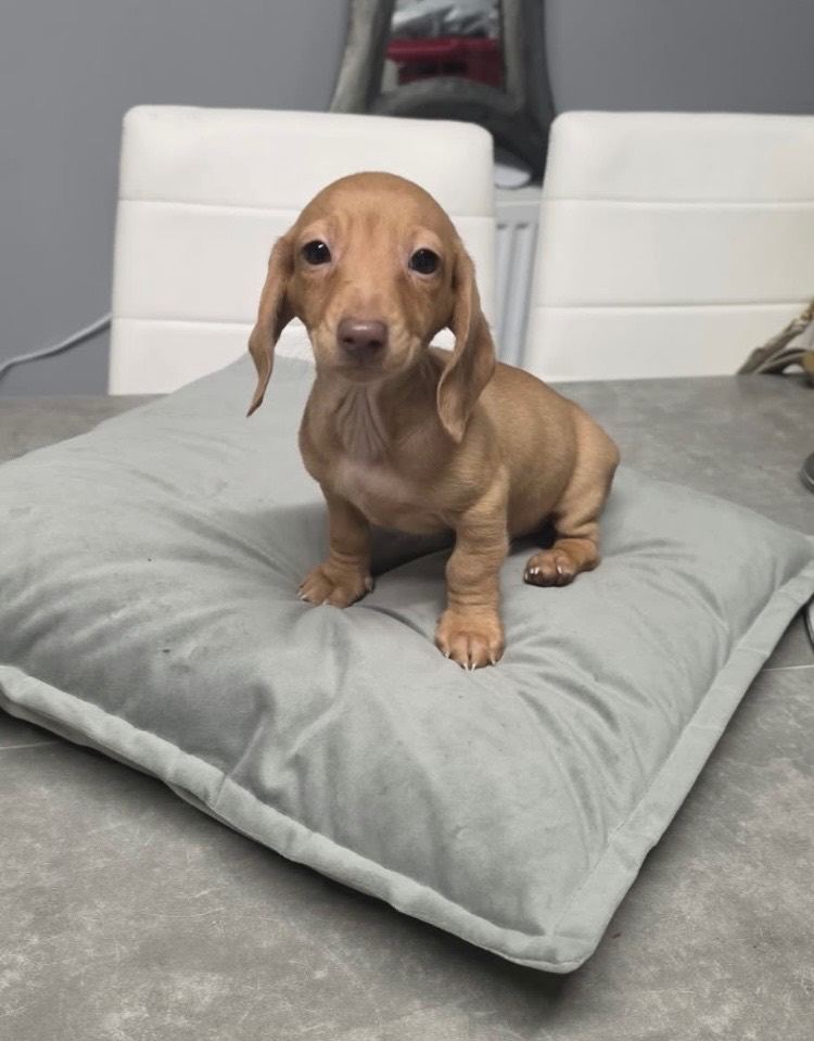 Female Miniature Dachshund Puppy