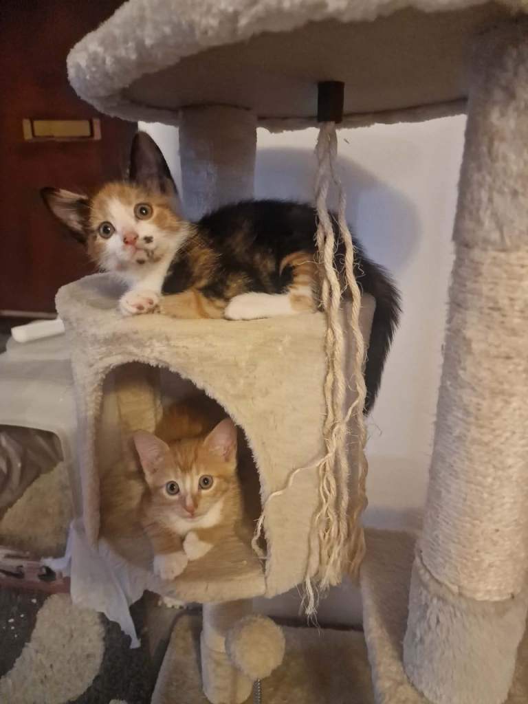 Beautiful kittens ready for loving home