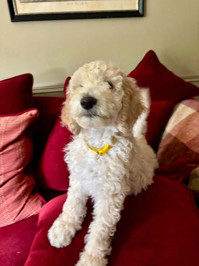 Standard Poodle Puppy