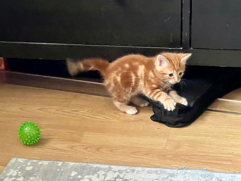 Ginger and tabby kittens