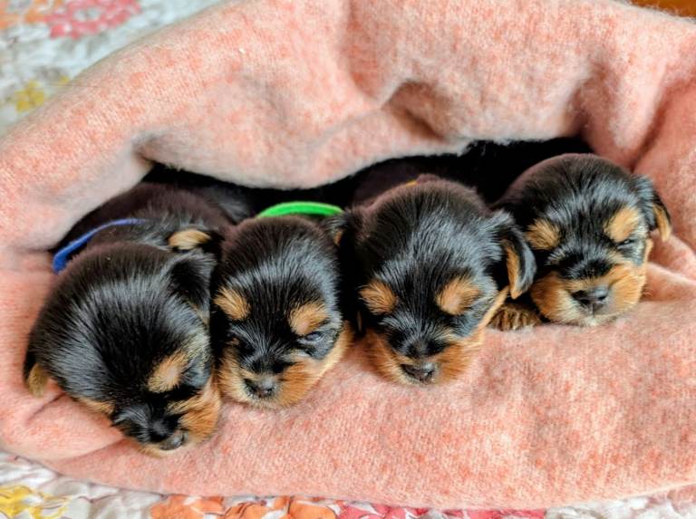 Yorkshire terrier puppies 