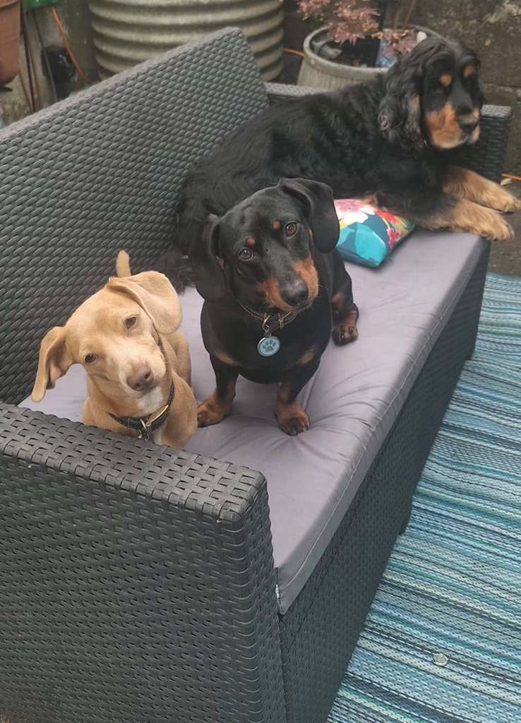 Dachshound pups