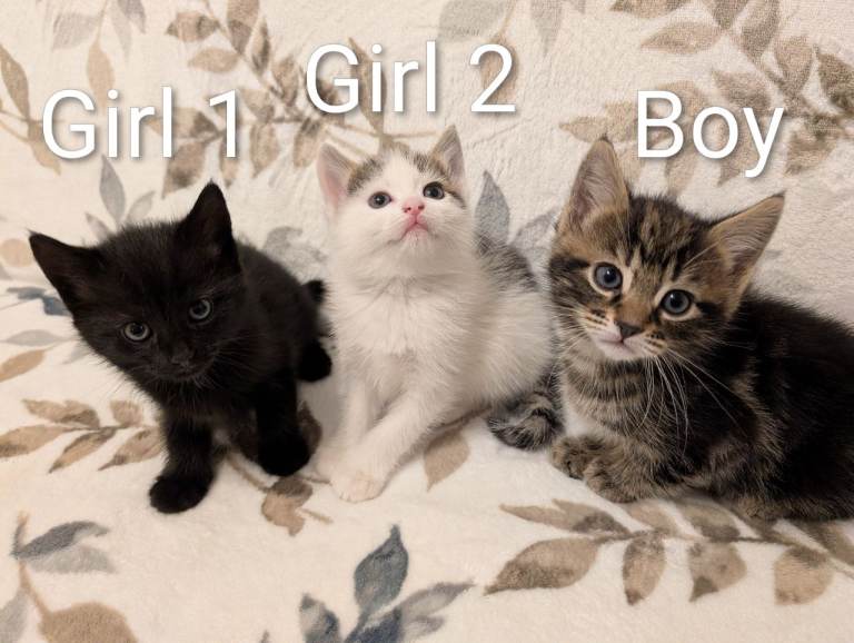 Adorable kittens for sale