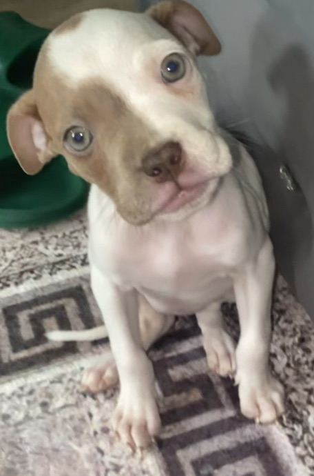 Staffy puppy 10 weeks old 