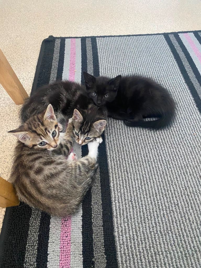 Loving kittens for sale 