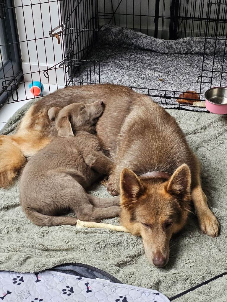 Female pup