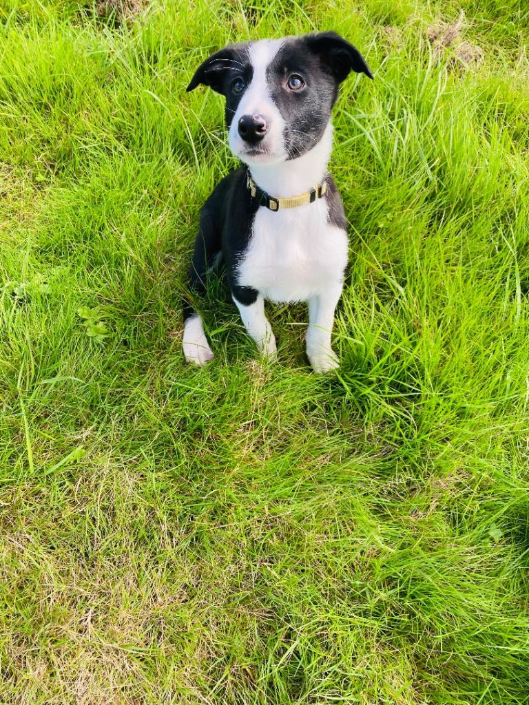 Last one! Female Border Collie Pup 