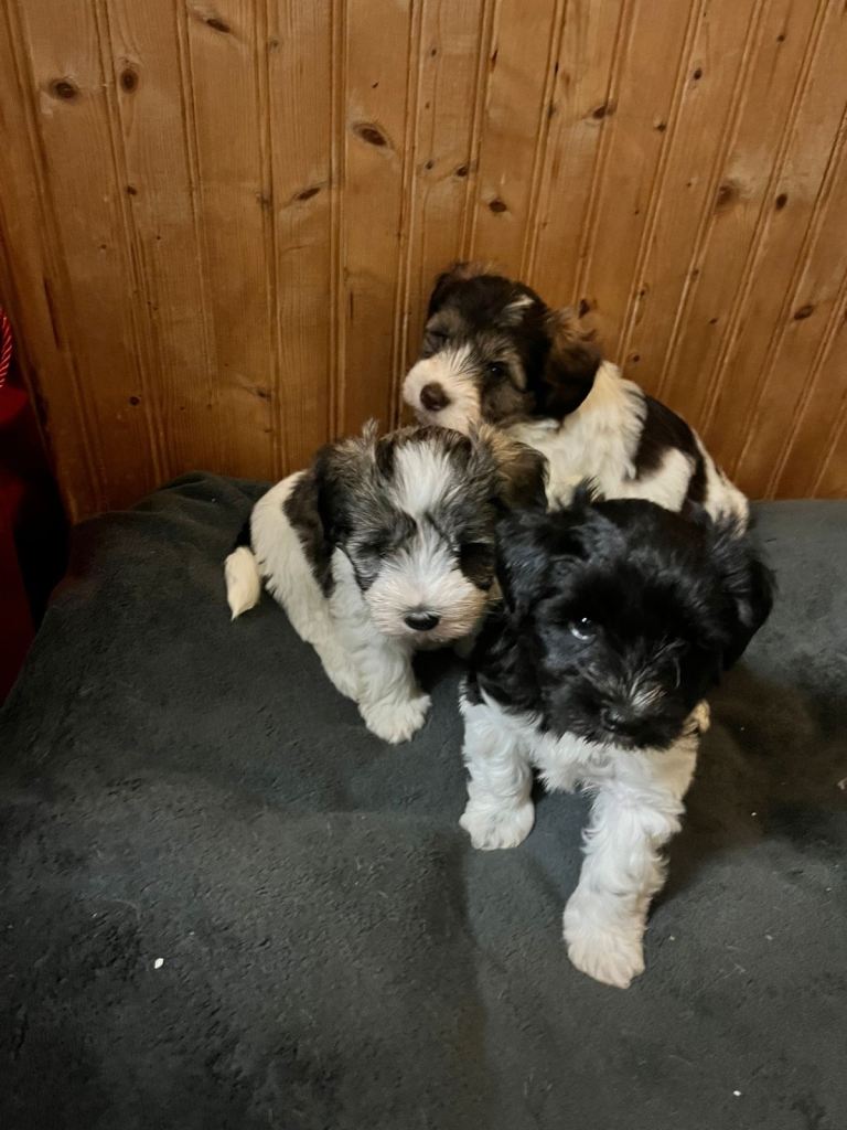 Teddy Bear Schnoodle Puppies 