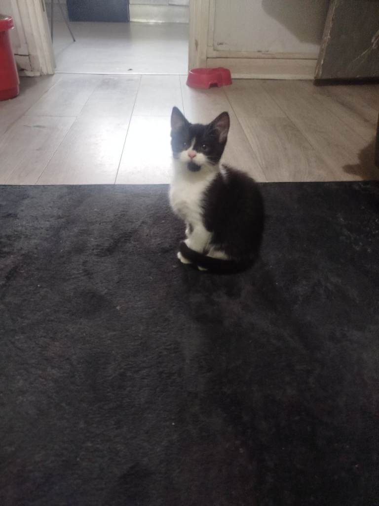 Kittens ready to go today