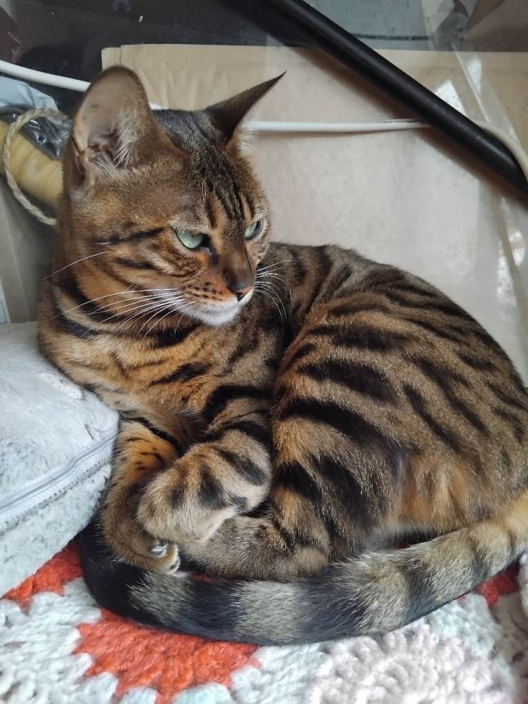 Female bengal