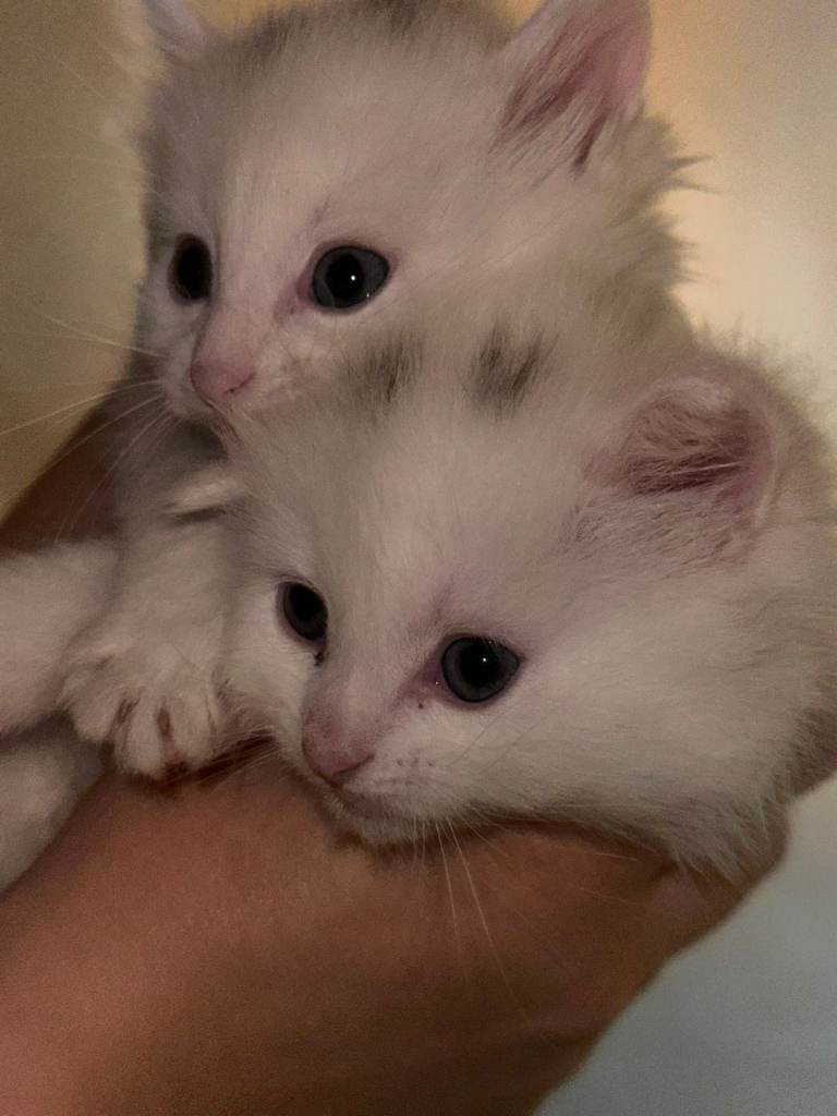 Two kitten left!!