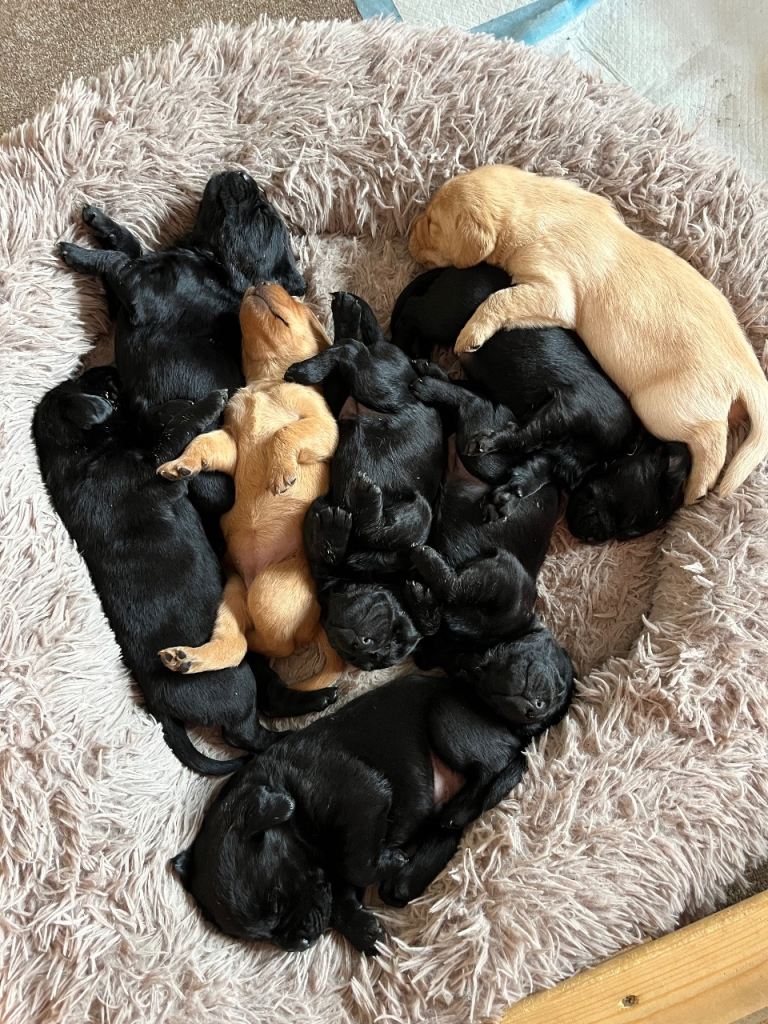 Labrador Pups