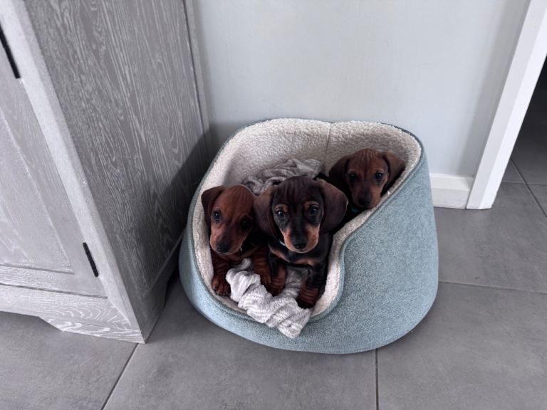 Armagh Dachshund Puppies