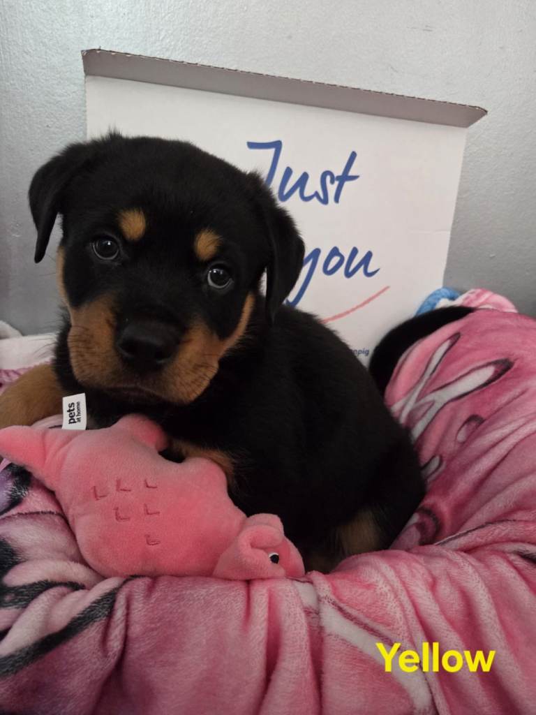 Rottweiler puppies 