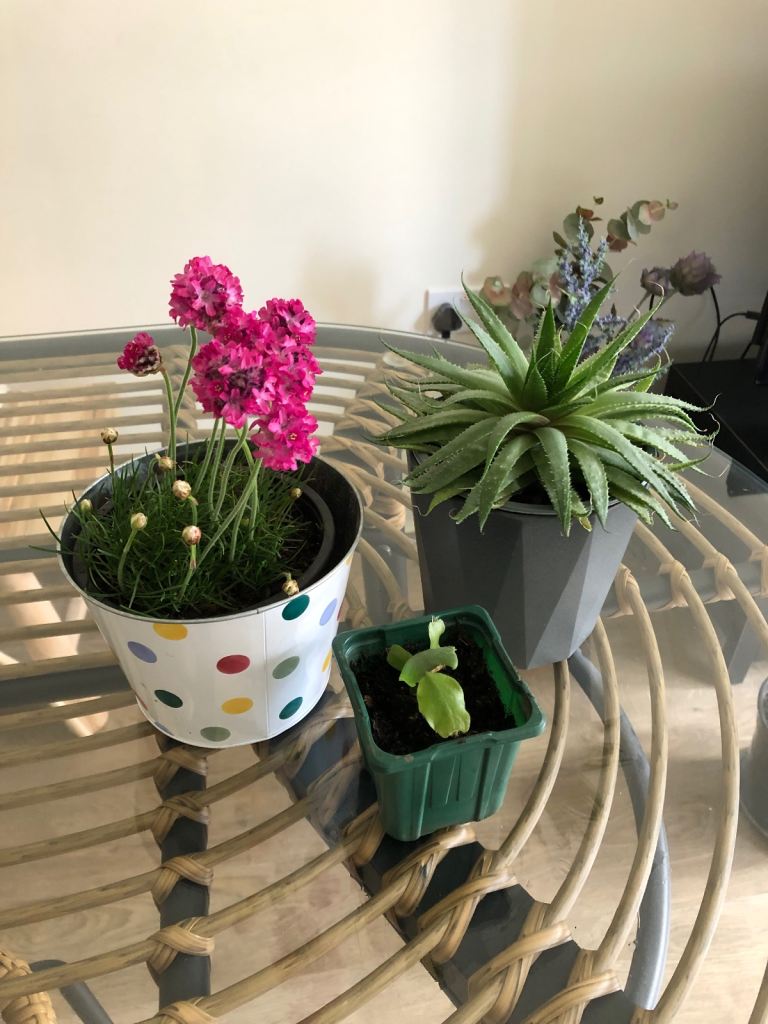 Indoor plant 