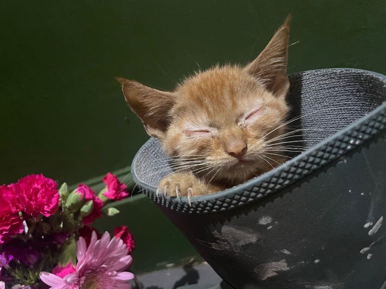 Gorgeous Farm Kittens