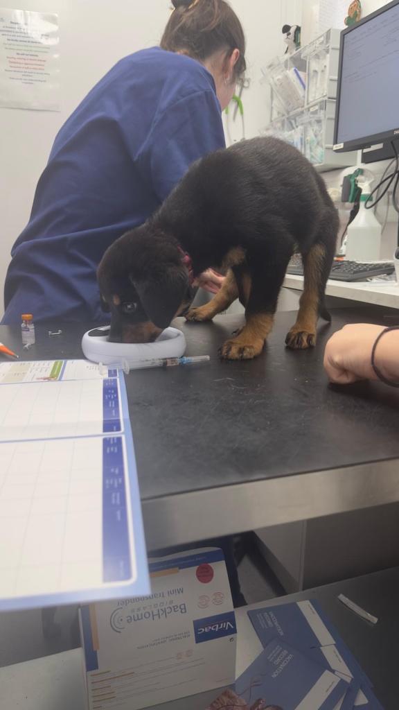 Pedigree registered Rottilwer Puppies