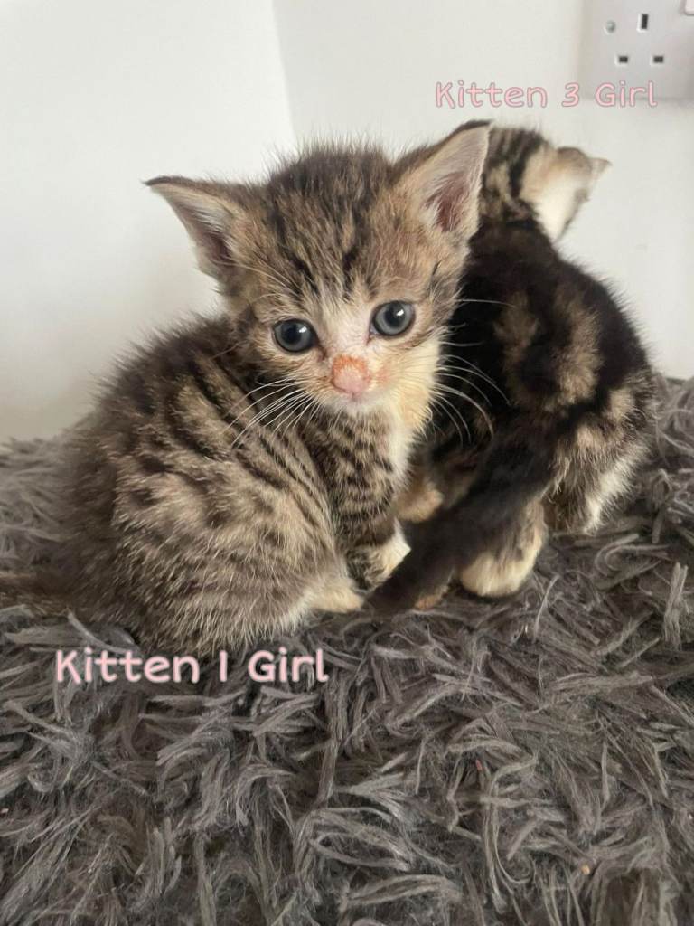 Cuddly tabby kittens urgent.