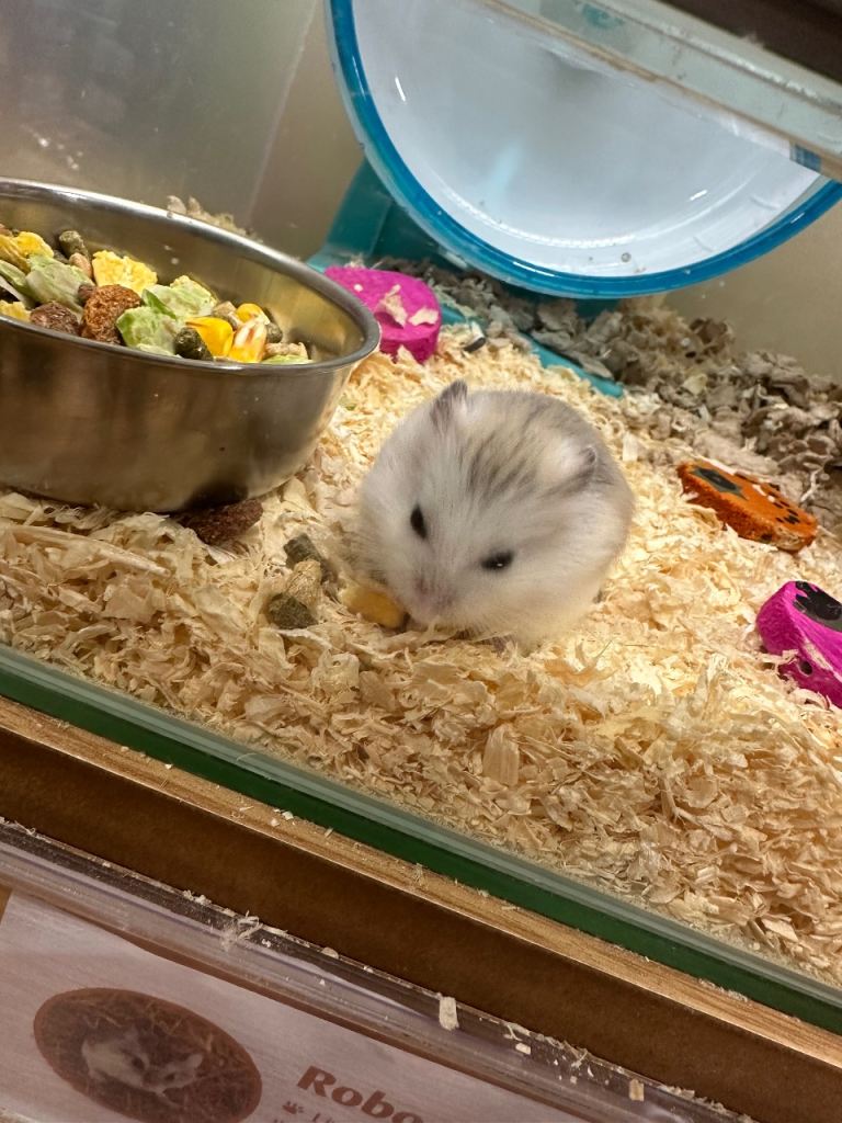 Russian dwarf hamster 
