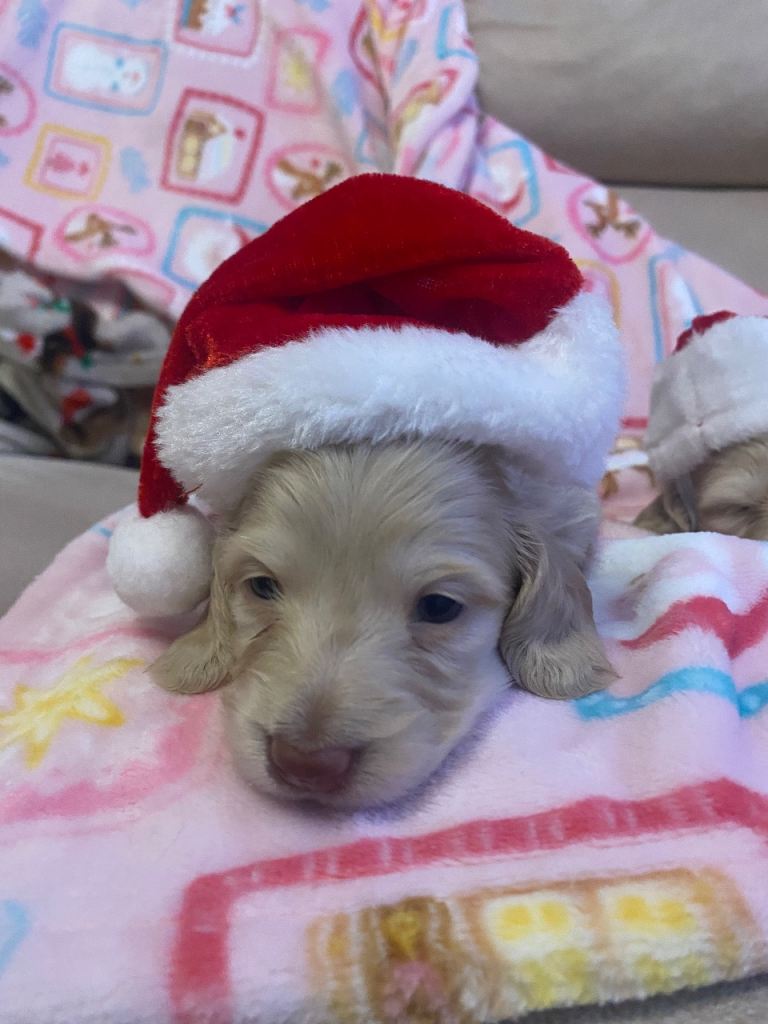rare opportunity! cream Miniature dachshund for sale 
