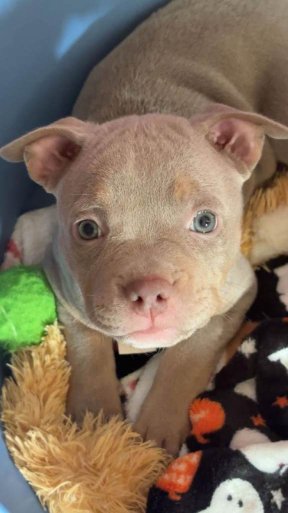 Pocket Bully Puppies