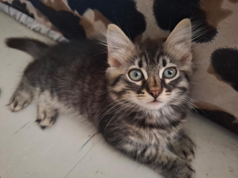 Kittens looking for a forever home