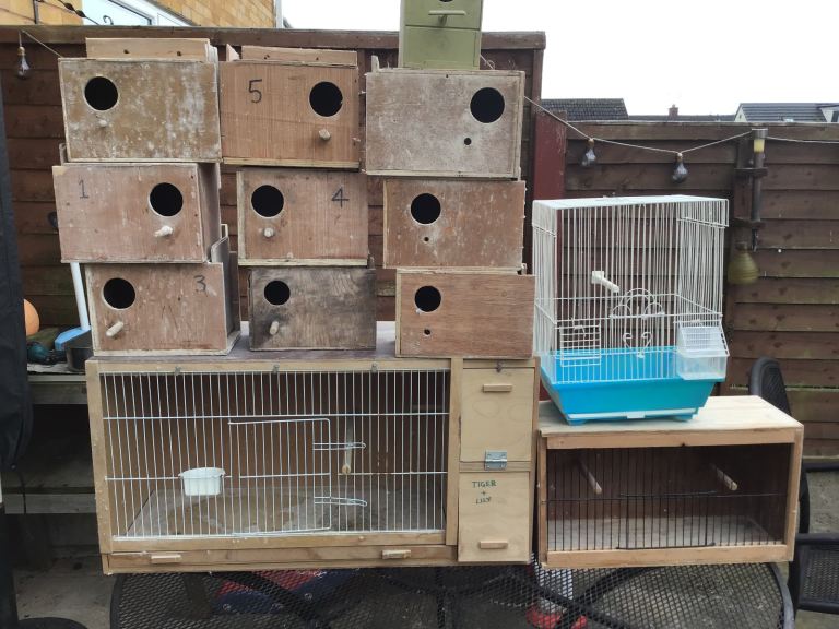 Budgie breeding box, 10 nest boxes, show cage and transport cage