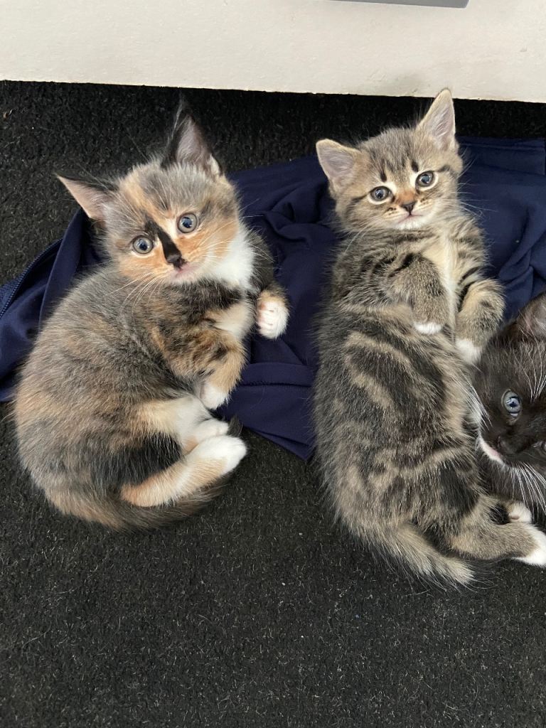Here I have  2 fur baby’s 