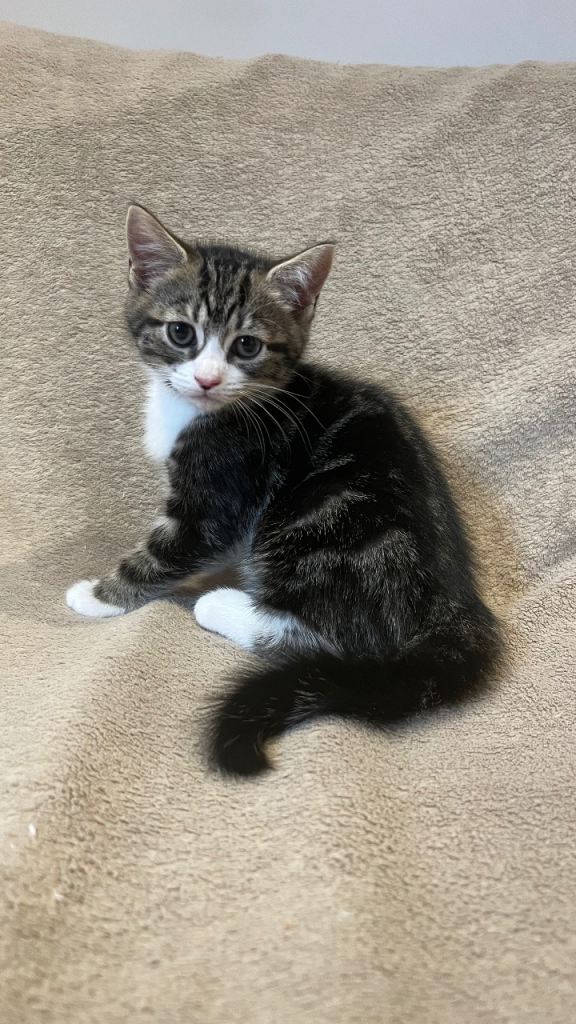 Two cute kittens for sale! 😻