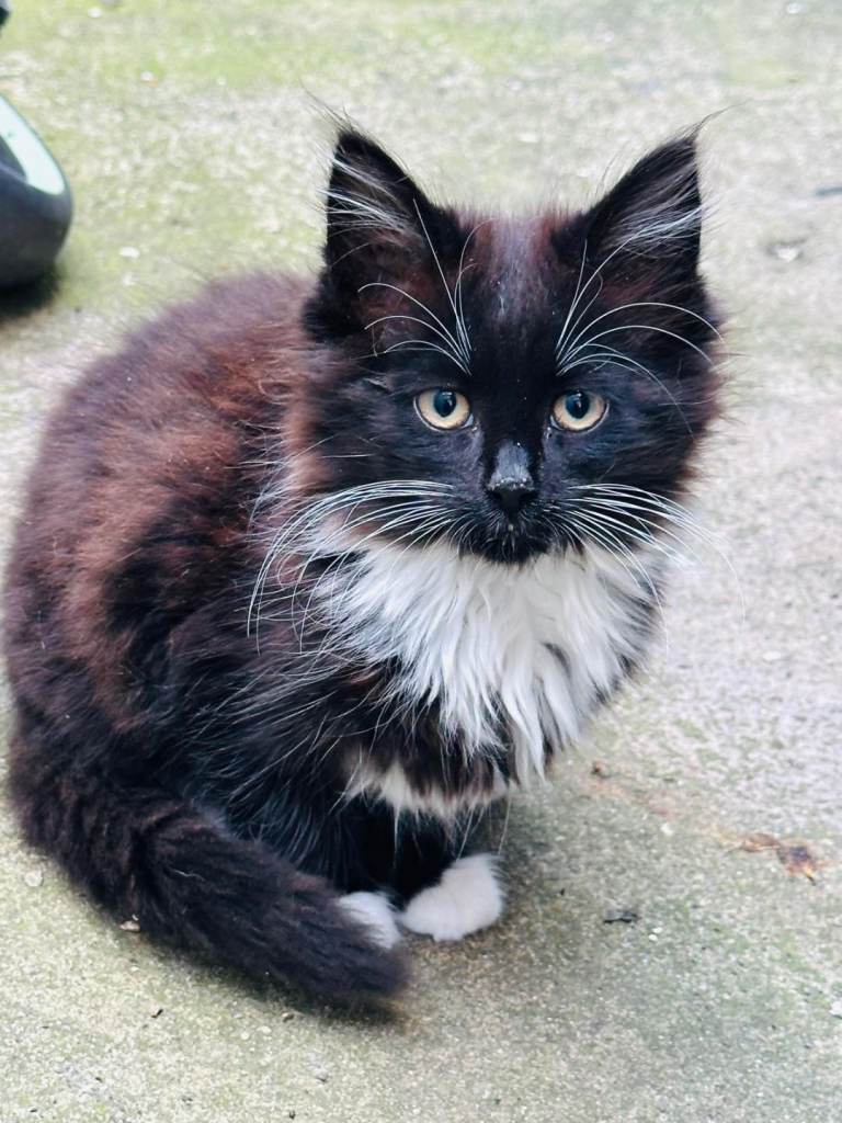 Kittens