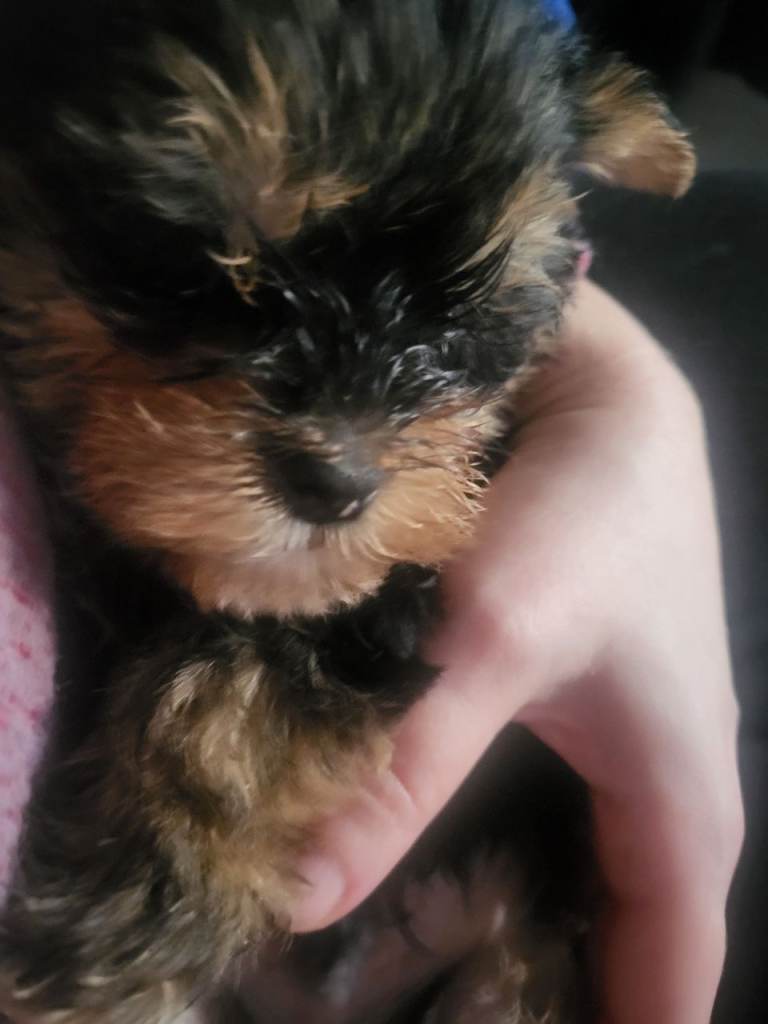 3 Yorkshire terrier puppies 8 weeks old ready to leave now 1st vaccines done