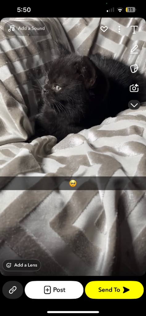 Black British shorthairs white undercoat