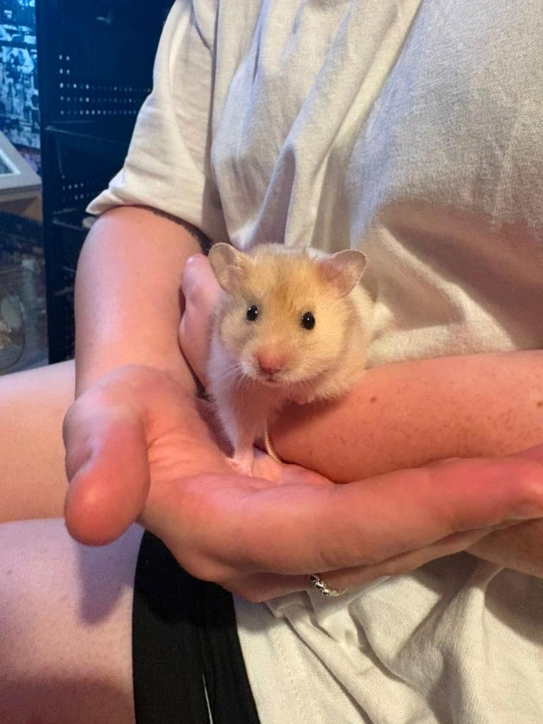 Female syrian hamster