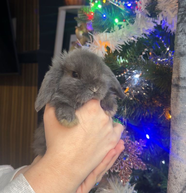 Mini Lop 🐰 