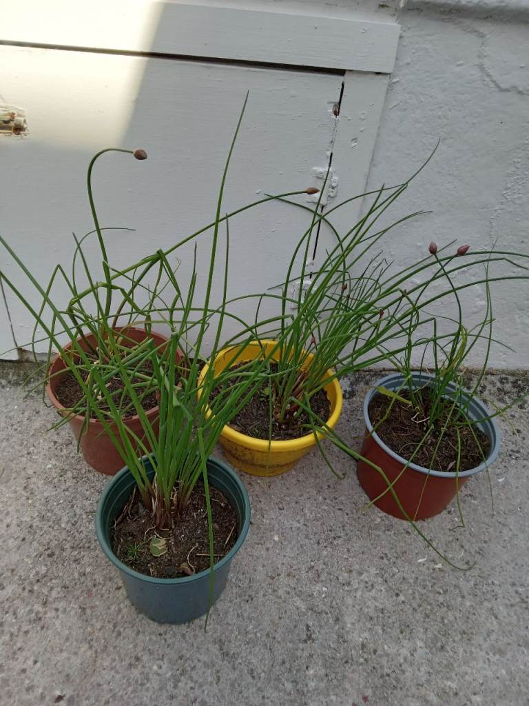 Chive plants in bud