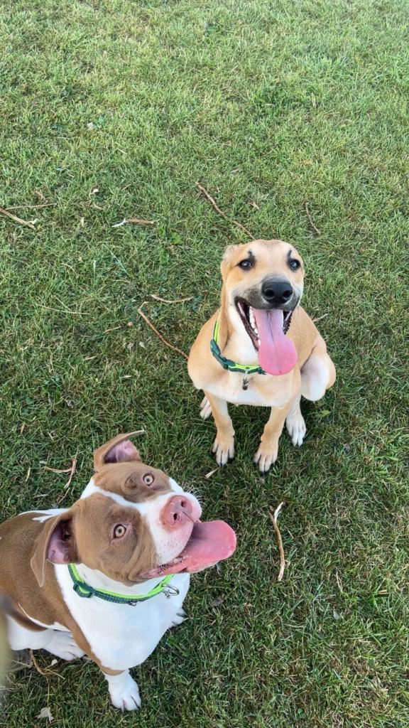 Adorable Staffordshire Bull Terrier Puppies Looking for Loving Homes
