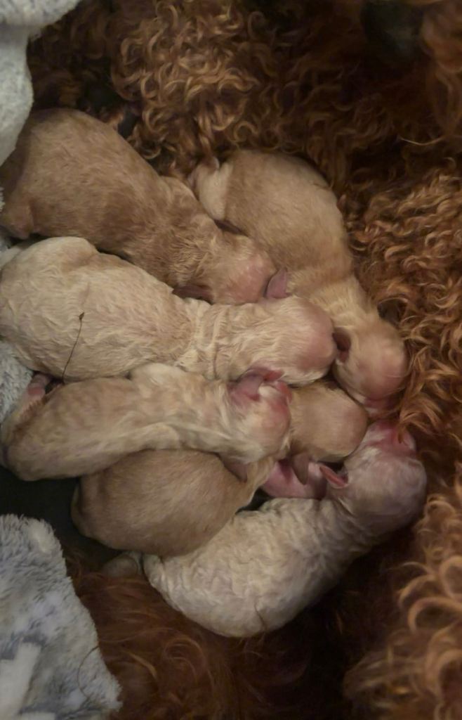 Stunning cockapoo puppies 