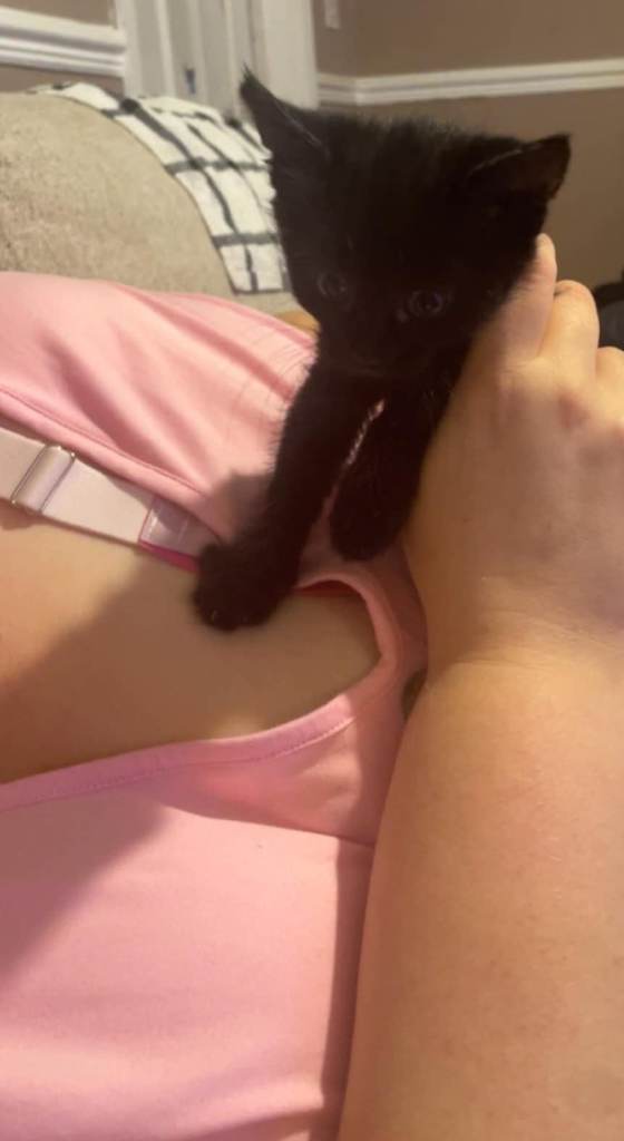Kittens for sale to good homes only ! 