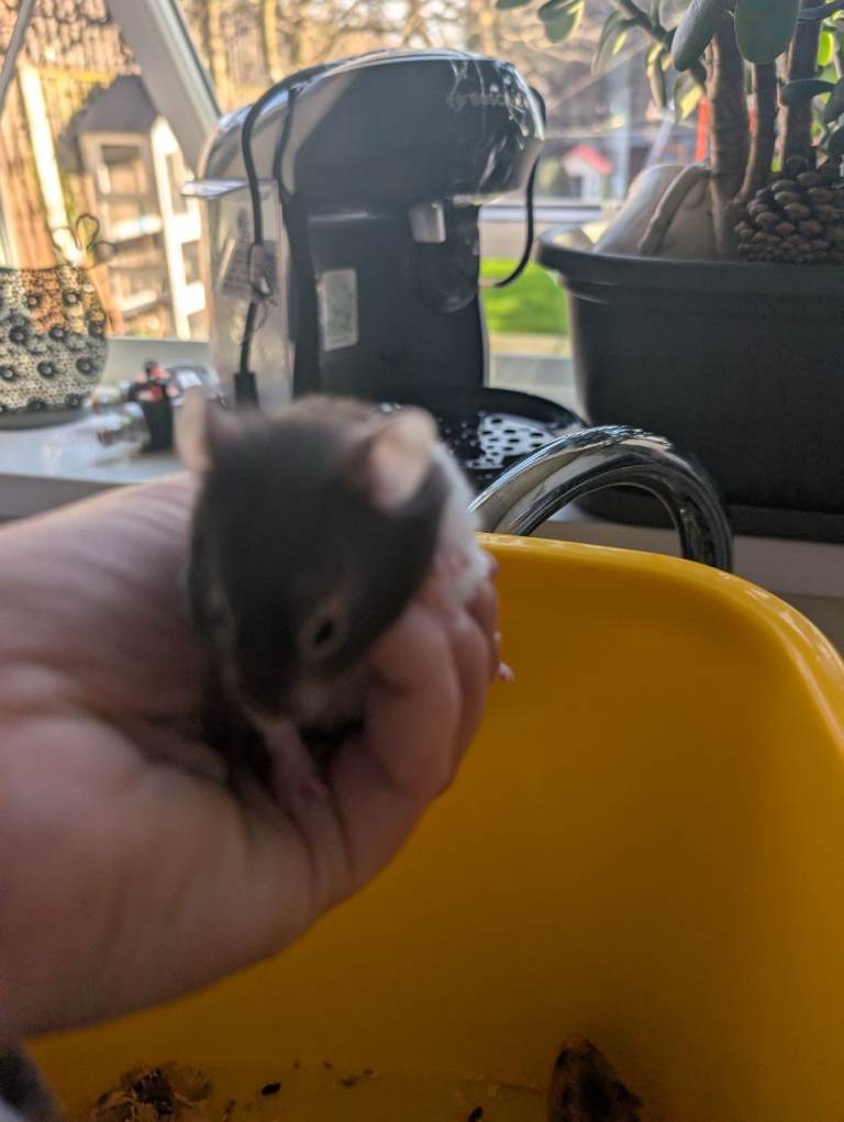 Baby hamster available 