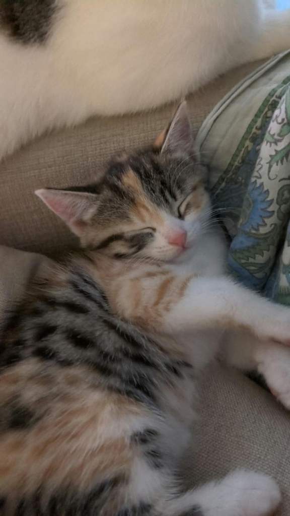 Female Kitten Bengal x
