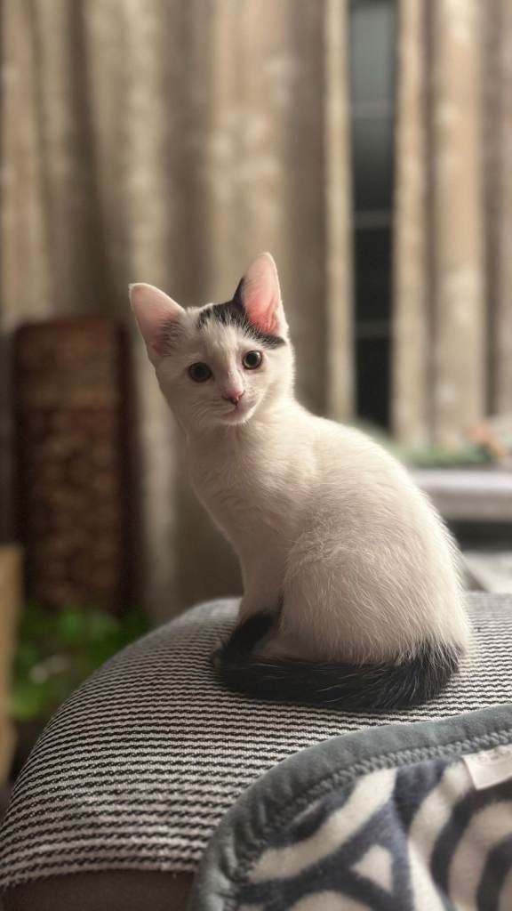 Kitten