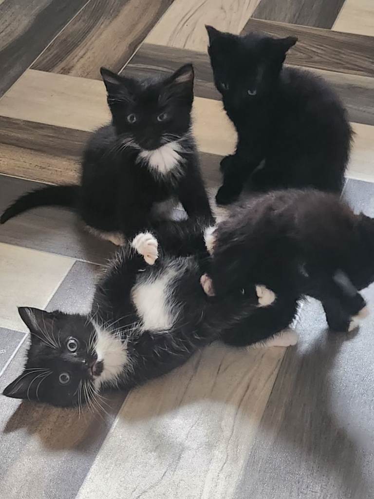 5 Kittens for sale 