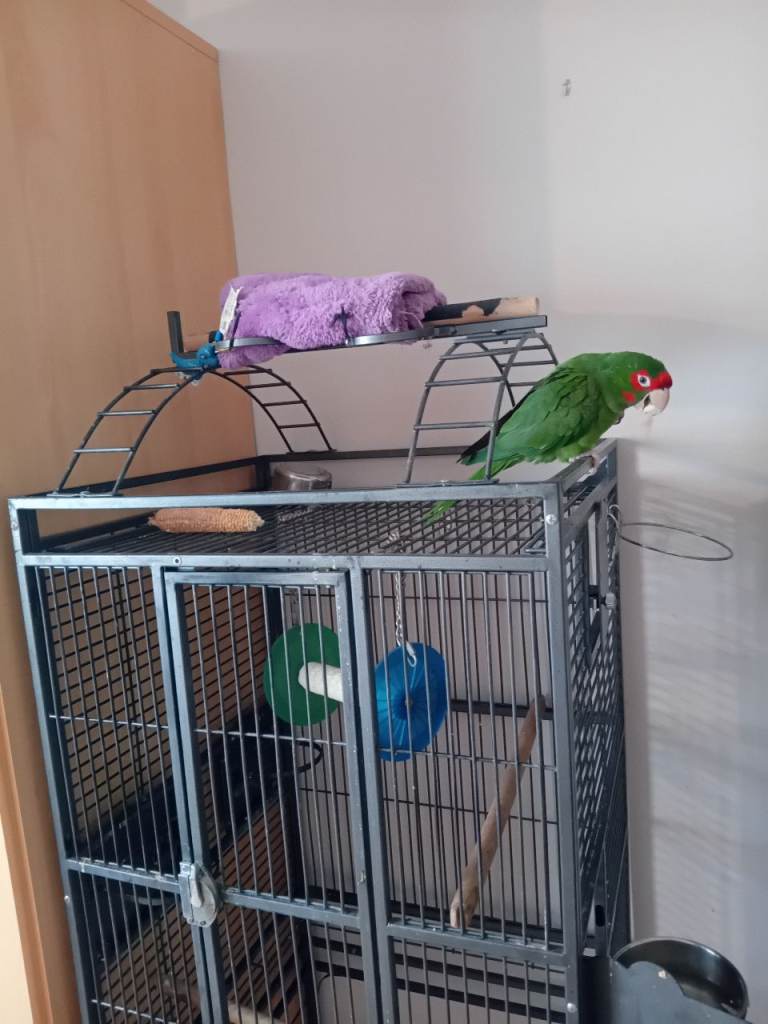 Lovely parrot cage for sale