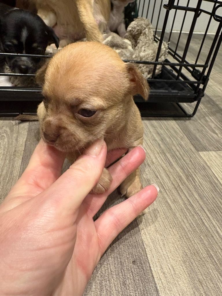Chihuahua Puppies x 2 