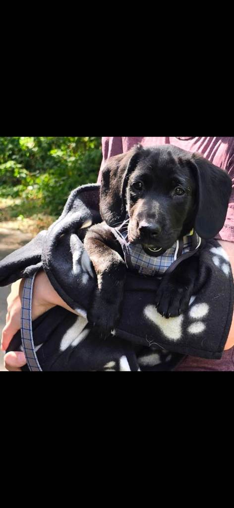 4 month old lab
